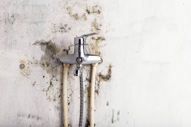 Best Mold Remediation Experts  in Stafford Courthouse, VA