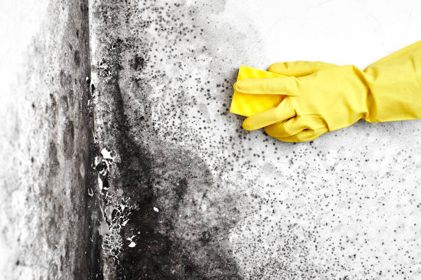  Stafford Courthouse, VA Mold Removal Pros