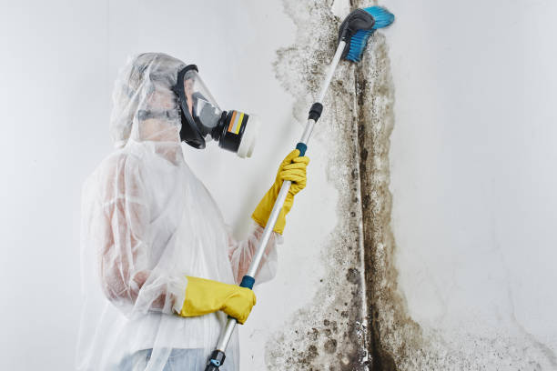 Best Residential Mold Removal  in Stafford Courthouse, VA