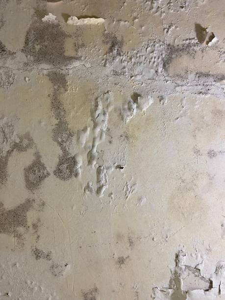 Best Mold Remediation Services  in Stafford Courthouse, VA